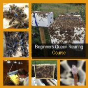 Beginners Queen Rearing Course